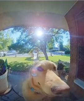 Caught-on-Camera-Dog-Rings-Doorbell